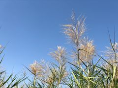 -鹤之洲湿地公园