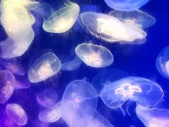 -临沂极地海洋王国