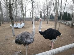 -大连森林动物园