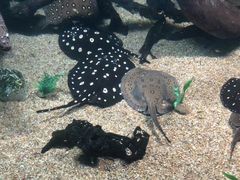 -瑞普利水族馆
