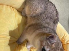 -逗柴咖啡屋·狗咖猫咖宠物桌游