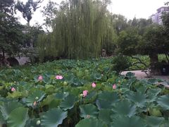 -莲湖公园