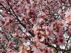 -洛阳市隋唐城遗址植物园