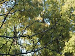 -上海共青森林公园