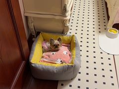 -瑞派申生动物医院·24H夜诊·国际动物医疗中心·骨外科(吴中路店)