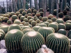 -南山植物园