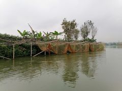 -江门古劳水乡旅游区