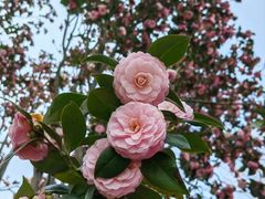 -徐家汇源景区-衡山公园