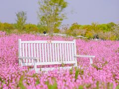 -花开海上生态园