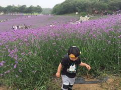 -大塘金香草谷