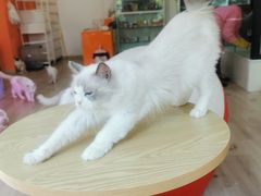 -Bastet sally猫舍购宠(静安店)