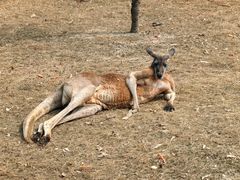 -常州淹城野生动物世界