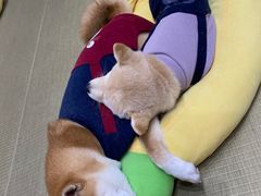 -逗柴咖啡屋·狗咖猫咖宠物桌游