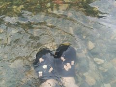 -雅鲁激流探险漂流