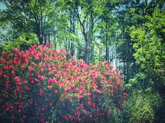 -桤木河湿地公园