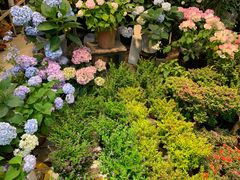 -双季花艺园艺市场(浦东店)