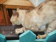 -猫小院猫主题咖啡厅(北锣店)