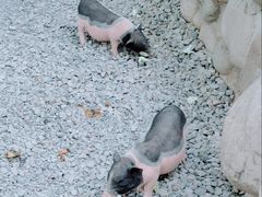 -北京野生动物园