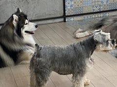 -Dog in Town Ekkamai