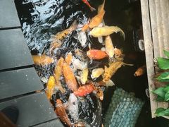 -上海大自然野生昆虫馆(东方明珠·爬宠昆虫探索中心)