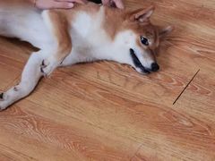 -柴犬高等学院·狗咖·柴犬售卖·宠物训练