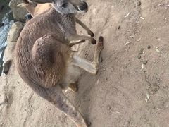 -可伦宾野生动物保护区