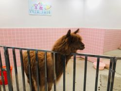 -Moni星球萌宠·小马宝莉·灵蛇·高端高阶全萌宠互动体验俱乐部(红豆国际广场店)