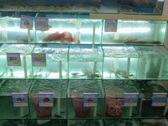 水产区-琼大师东方烤乳猪(亚特兰蒂斯店)