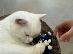 -Heymao猫咖.咖啡厅(东门店)