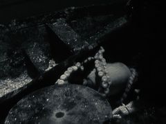 -暹罗海洋世界