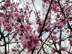 -秀丽东方