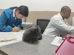 -安安宠医·臻爱宠物医院·宠保定点(营门口路分院)