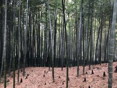 -树山生态村