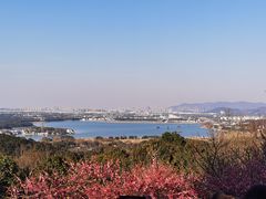 -香雪海