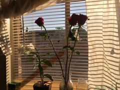 -松山湖南湖湾露营营地