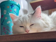 -伟伟宠物医院·瑞派猫友好医院·猫科(光谷店)
