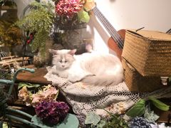 -共舞时光猫咖·狗咖(新街口店)