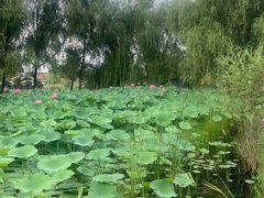 -杨柳青庄园