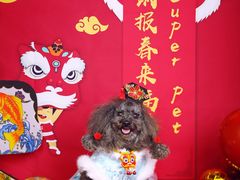 -超宠爱宠物摄影-Super pet