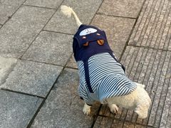 -褚玉莲鸡翅