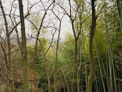 -上海佘山国家森林公园天马山园