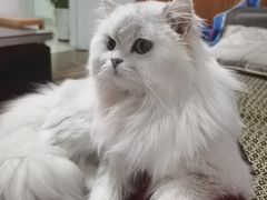 -糯米喵星人总部直营旗舰店·猫舍·幼猫出售