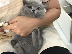 -lincat·猫舍(广州店)