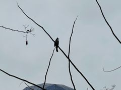 -白云山风景名胜区