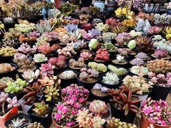 -双季花艺园艺市场(浦东店)