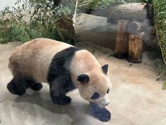 -杭州动物园
