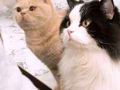 -遇见羊驼·奶狗咖·布偶猫咖·法斗柯基柴犬阿拉斯加(春熙路太古里IFS店)
