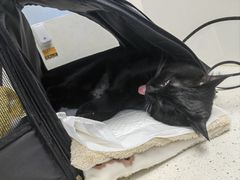 -纳吉亚猫专科动物诊疗中心(蒋宅口分院)