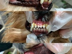 -Oh My Dog宠物沙龙(伊珊娜皮毛护理店)