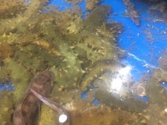 -方国老头包子·39年威海本地老字号•小船海鲜疙瘩汤